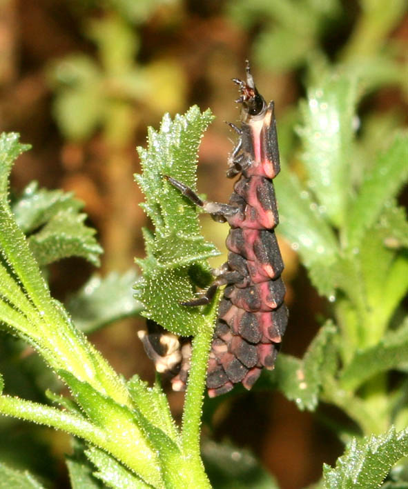 Larva di Lampyris sardiniae